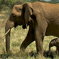 Mum With Calf
